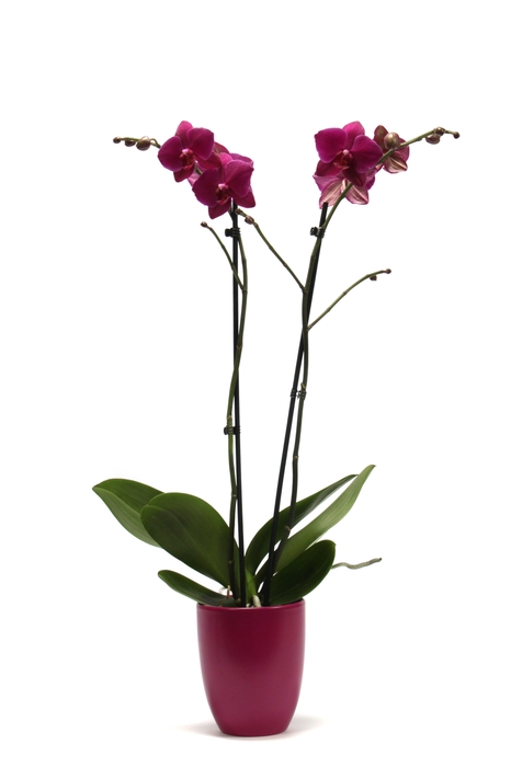 <h4>Hugo Cyclame Phal Paars 2T14+</h4>