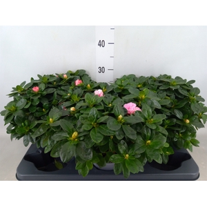 Rhododendron sim.   ...mix