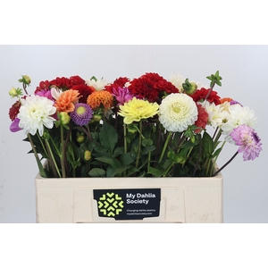 Dahlia Gemengd in bos