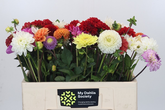 Dahlia Gemengd in bos