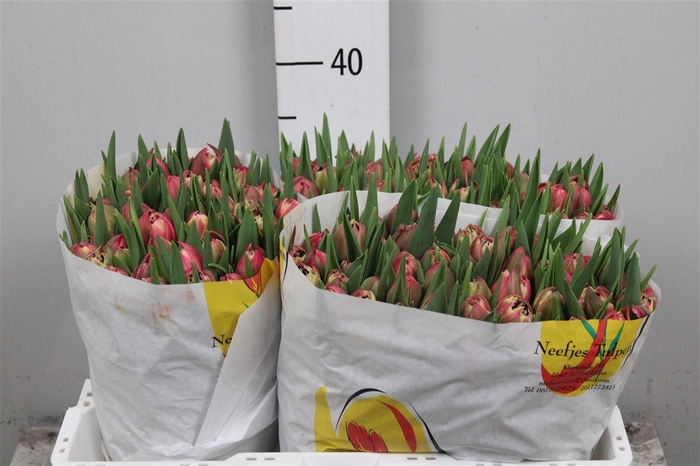 <h4>Tu Du Columbus</h4>