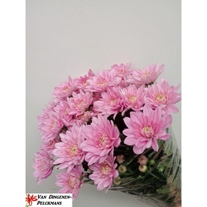 CHR T BALTICA PINK