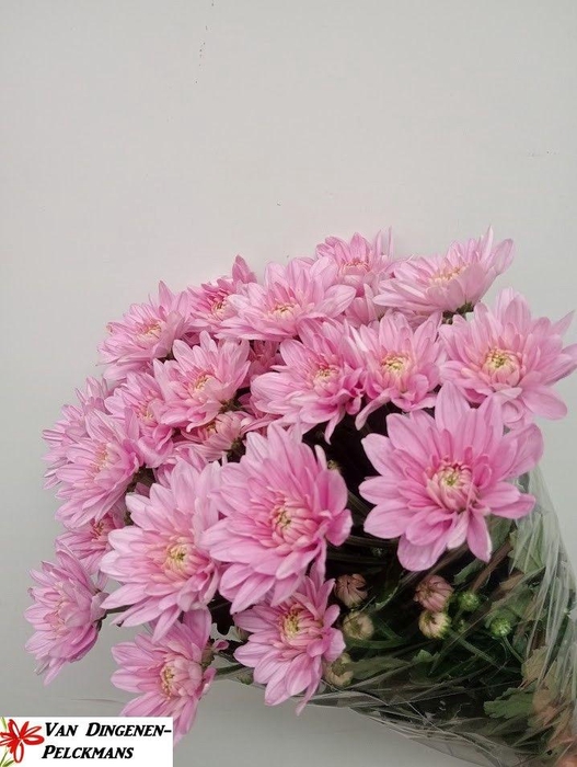 <h4>CHR T BALTICA PINK</h4>