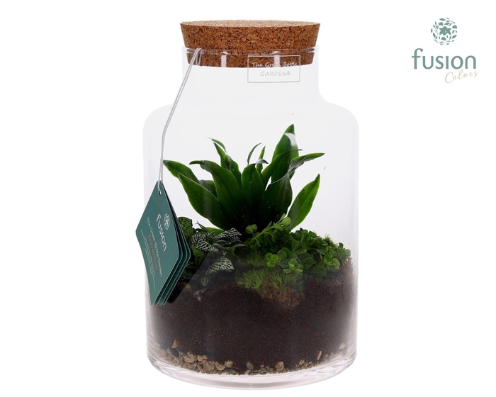 <h4>Glzen vaas met Terrarimum arrangement</h4>