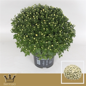 Chrysanthemum P19 Jasoda White