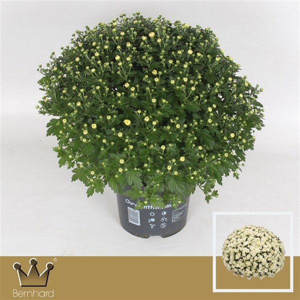 <h4>Chrysanthemum P19 Jasoda White</h4>