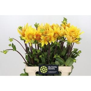DAHLIA GELBER VULCAN