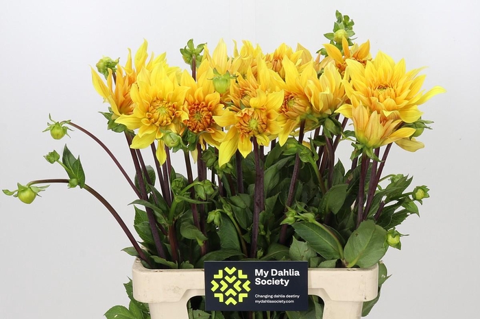 <h4>Dahlia Gelber Vulcan</h4>