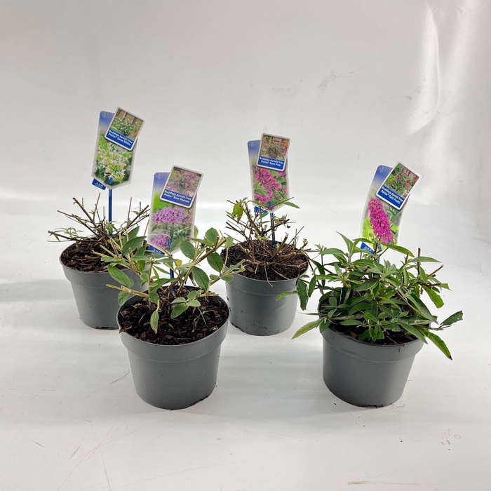 <h4>Buddleja</h4>