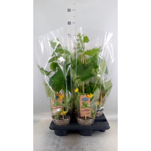 Cucumis sativus   ...