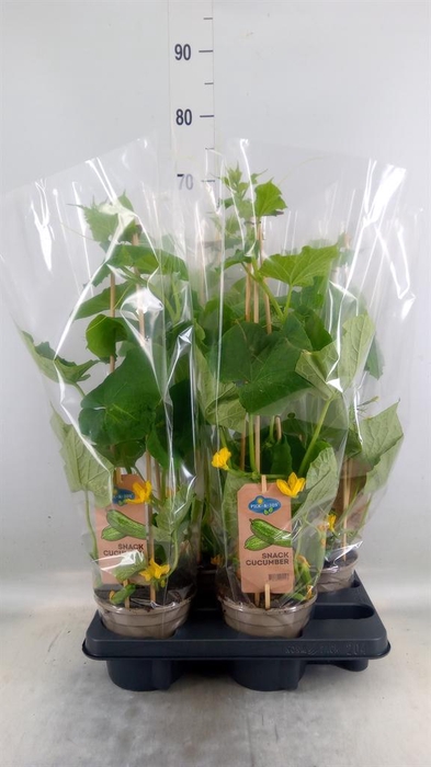 <h4>Cucumis sativus   ...</h4>