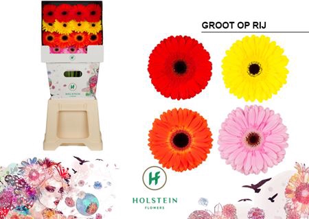 GE GR DIAMOND GERBERA OP RIJ
