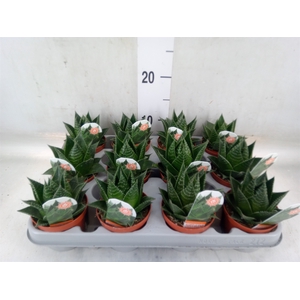 Aloe aristata 'Cosmo'