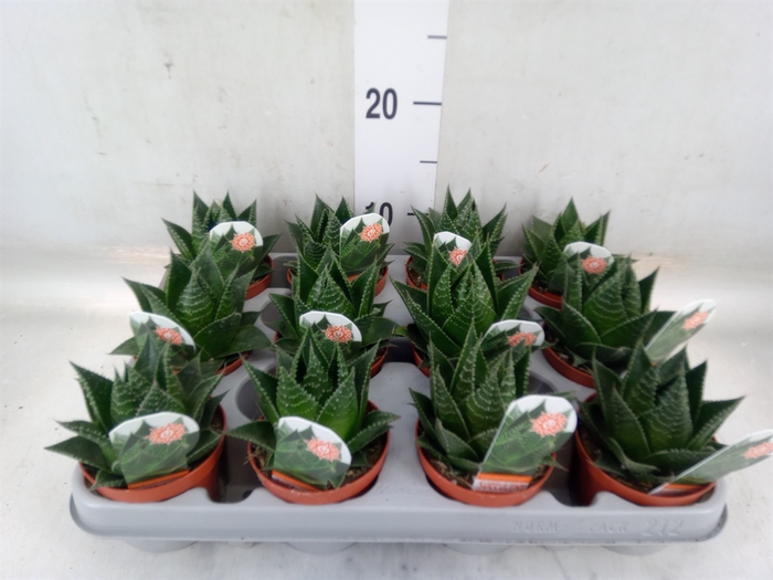 <h4>Aloe aristata 'Cosmo'</h4>
