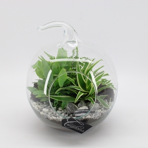 GRCR-2425 Green Essentials Terrarium