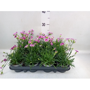 Dianthus  'Pink Kisses'