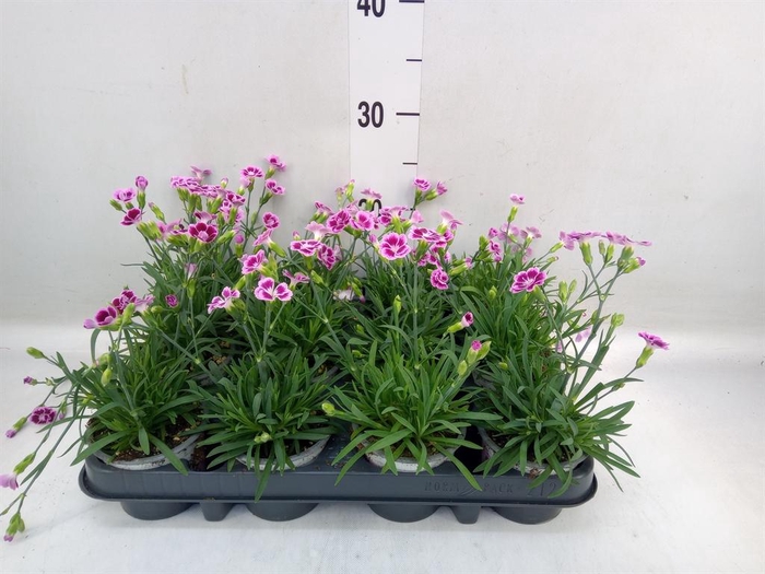 <h4>Dianthus  'Pink Kisses'</h4>