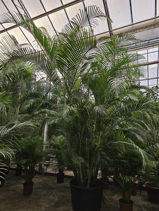 <h4>Chrysalidocarpus</h4>