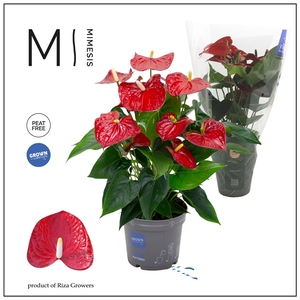 Mimesis Anthurium KARMA Red - 17cm