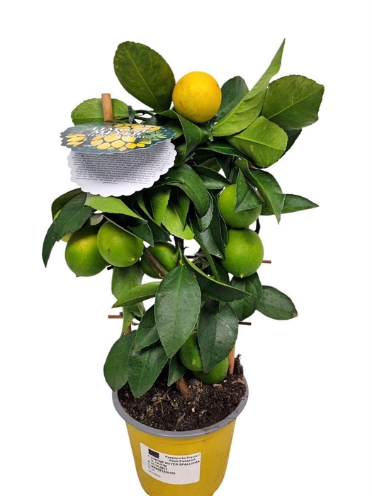 <h4>Citrus Lemon Meyeri Grafted Trellis</h4>
