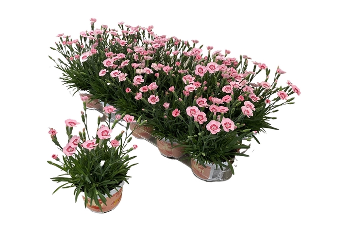 <h4>DIAN DI PEACH PARTY</h4>