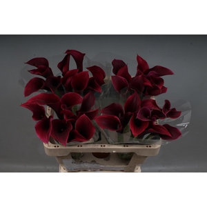 Zantedeschia Bordeaux