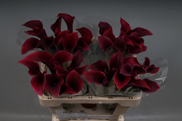 <h4>Zantedeschia Bordeaux</h4>