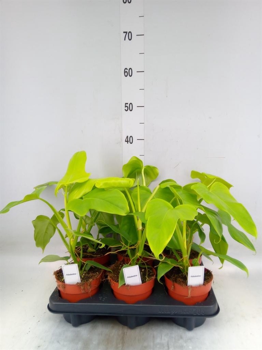 <h4>Philodendron   ...</h4>