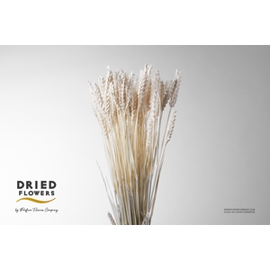 Dried Bleached Triticale Wheat