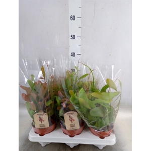 Rhipsalis   ...