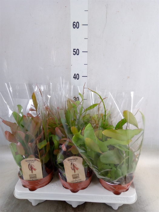 <h4>Rhipsalis   ...</h4>