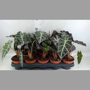 Alocasia amazonica 'Polly'
