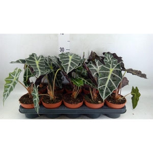 Alocasia amazonica 'Polly'