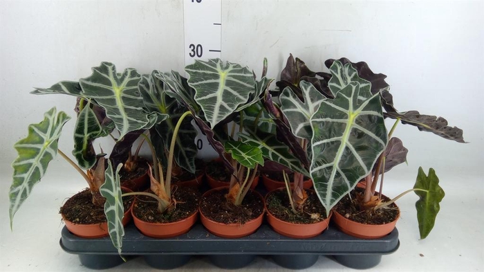 <h4>Alocasia amazonica 'Polly'</h4>