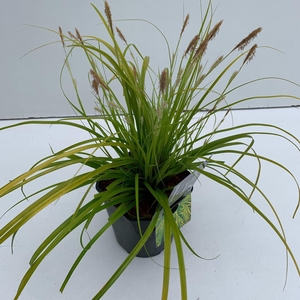 Carex oshimensis Evercolor Everillo