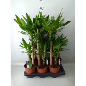 Dracaena frag. 'Steudneri'