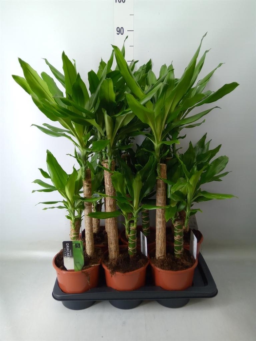 <h4>Dracaena frag. 'Steudneri'</h4>