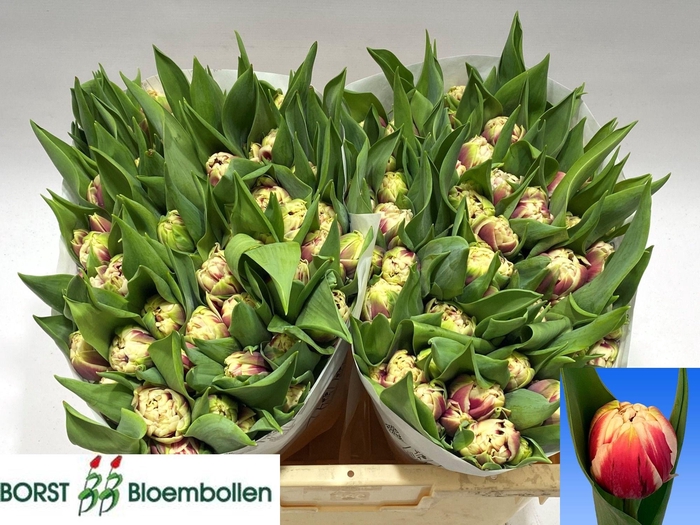 <h4>TU DU GIBRALTAR</h4>