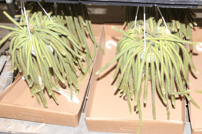 CACTUS RABO DE RATO C13 PENDENTE