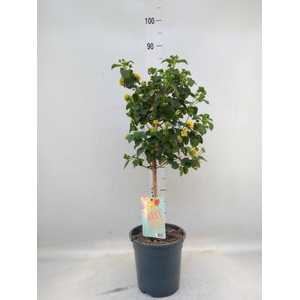 Lantana camara   ...