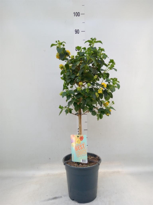 <h4>Lantana camara   ...</h4>