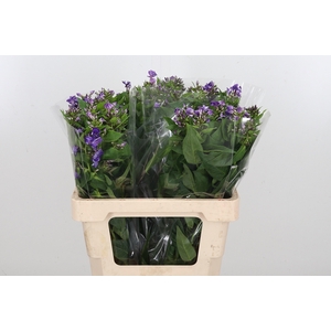 Phlox P Crissy