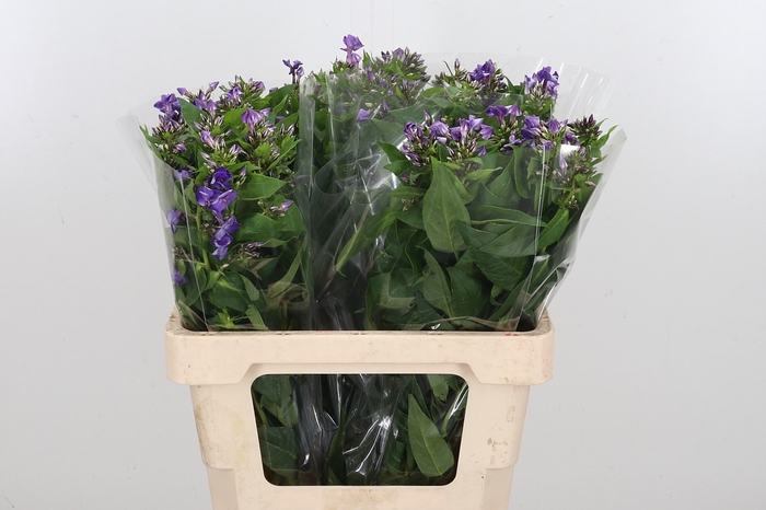 <h4>Phlox P Crissy</h4>