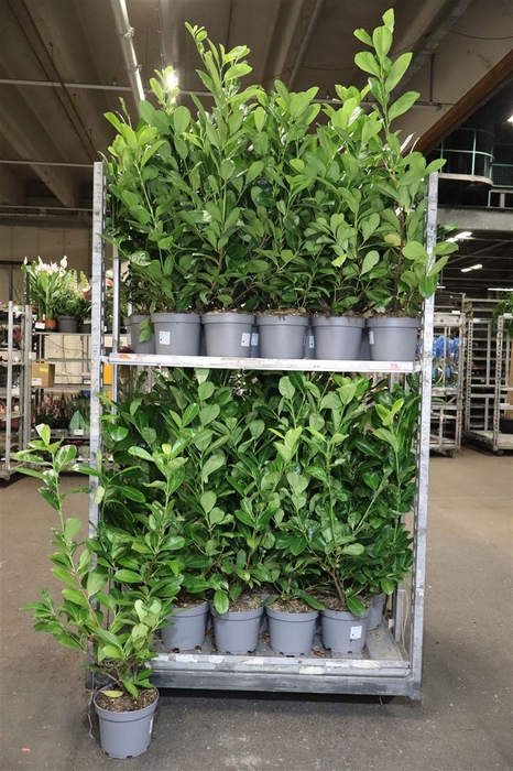 <h4>arr8 Prun La Rotundifolia</h4>