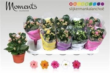 <h4>KAL GE GEM 5 KL</h4>