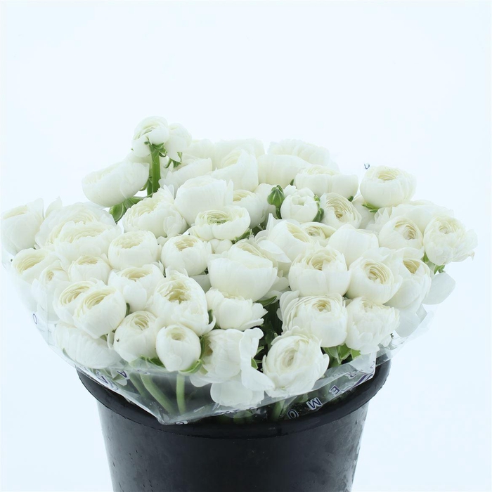 <h4>Ran Su Sr Niveo Extra</h4>