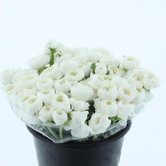 <h4>Ran Su Sr Niveo Extra</h4>