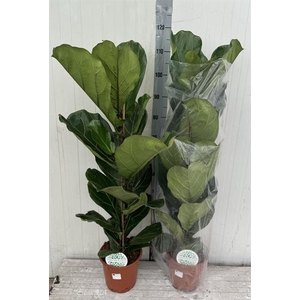 Ficus Lyrata 21Ø 105cm 1pp