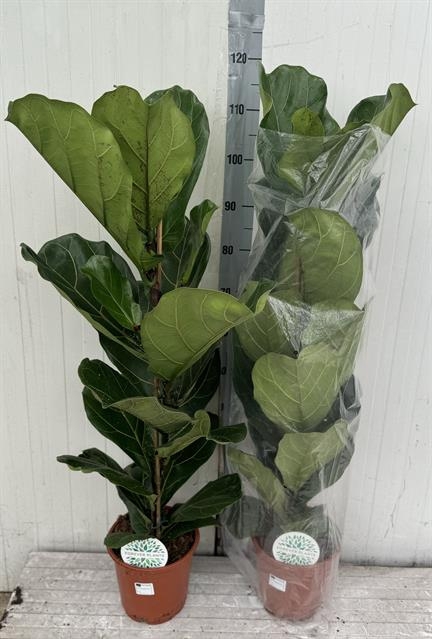 Ficus Lyrata 21Ø 105cm 1pp