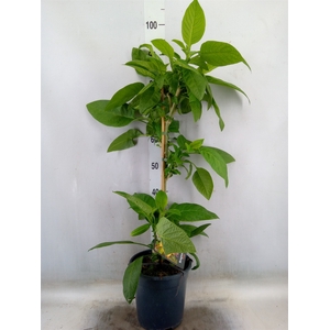 Brugmansia   ...